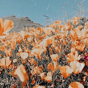 Meet your Posher, Zoey